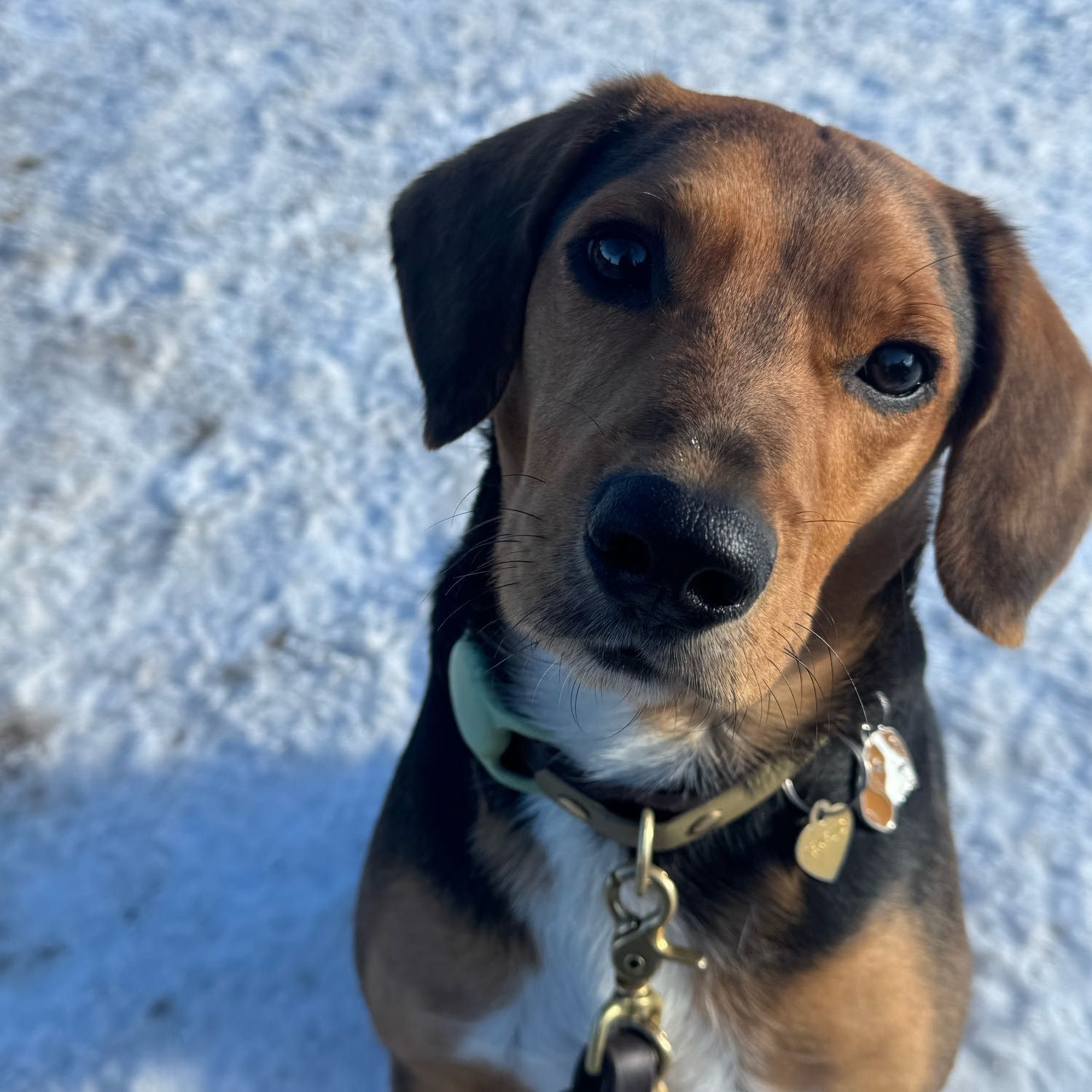 Portrait de Charlie, la dog
