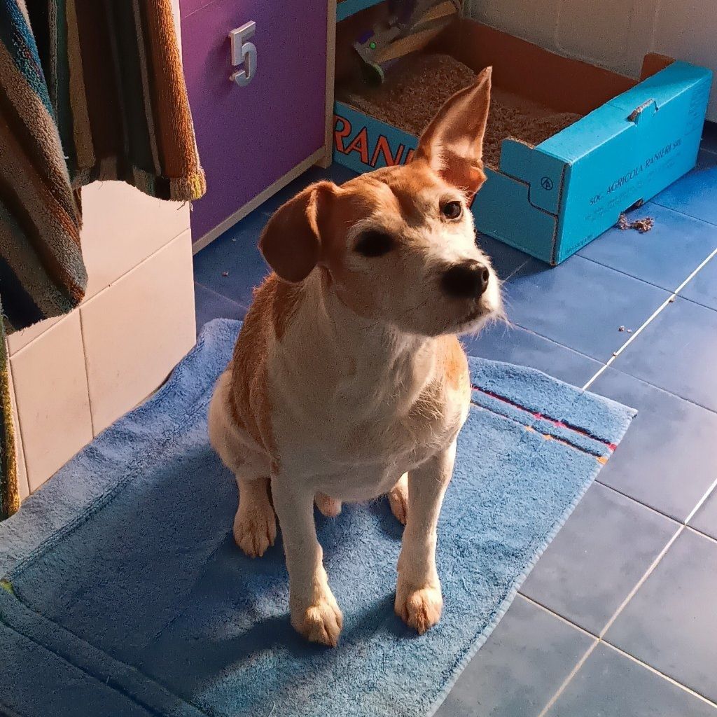 Foto di Atlas, il dog