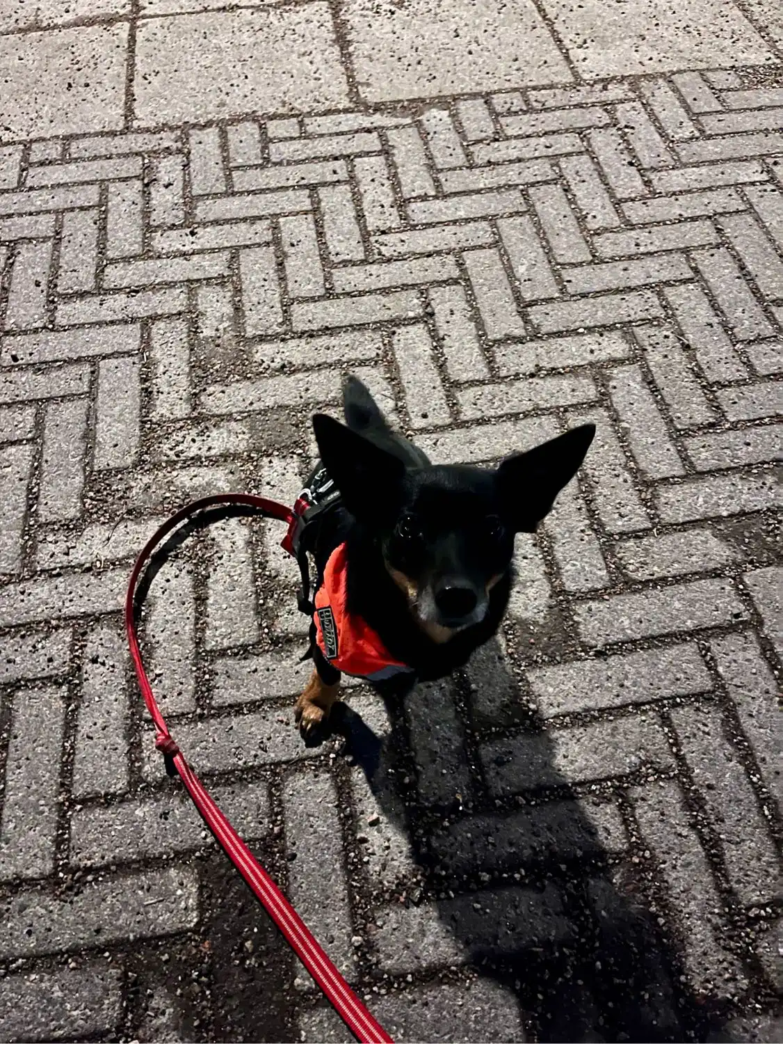 image-7