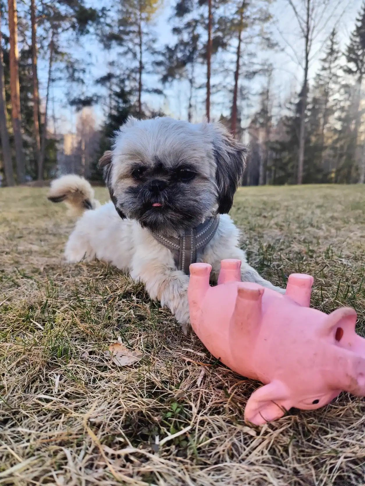 image-7