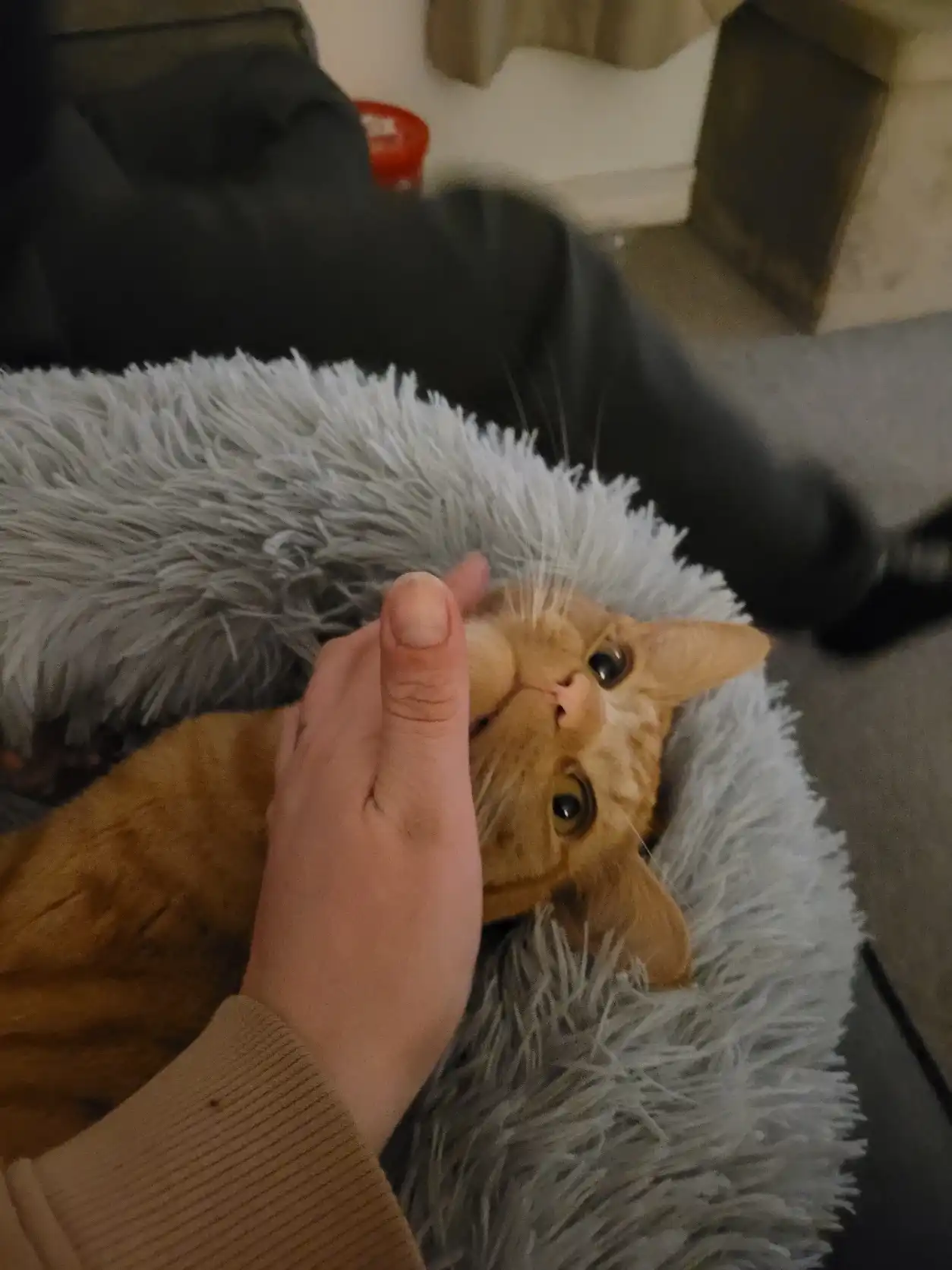 image-15