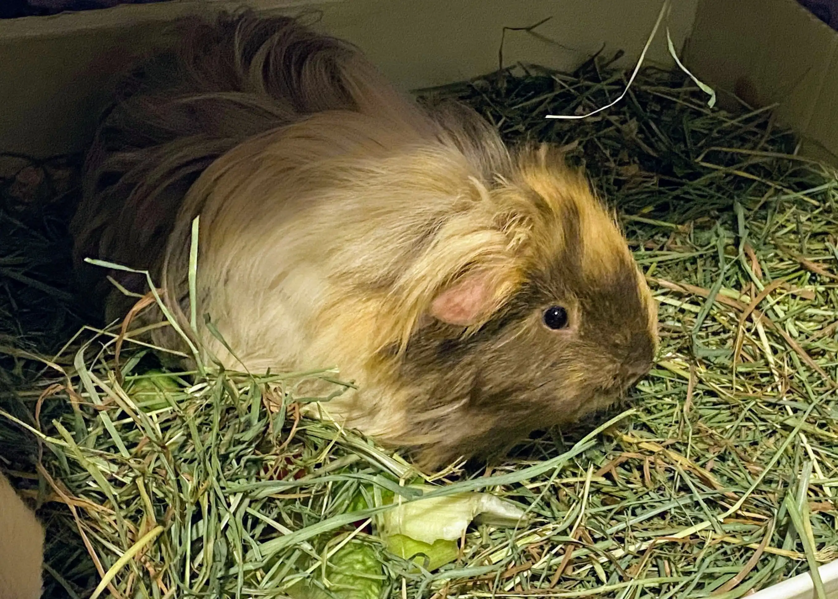 image-5