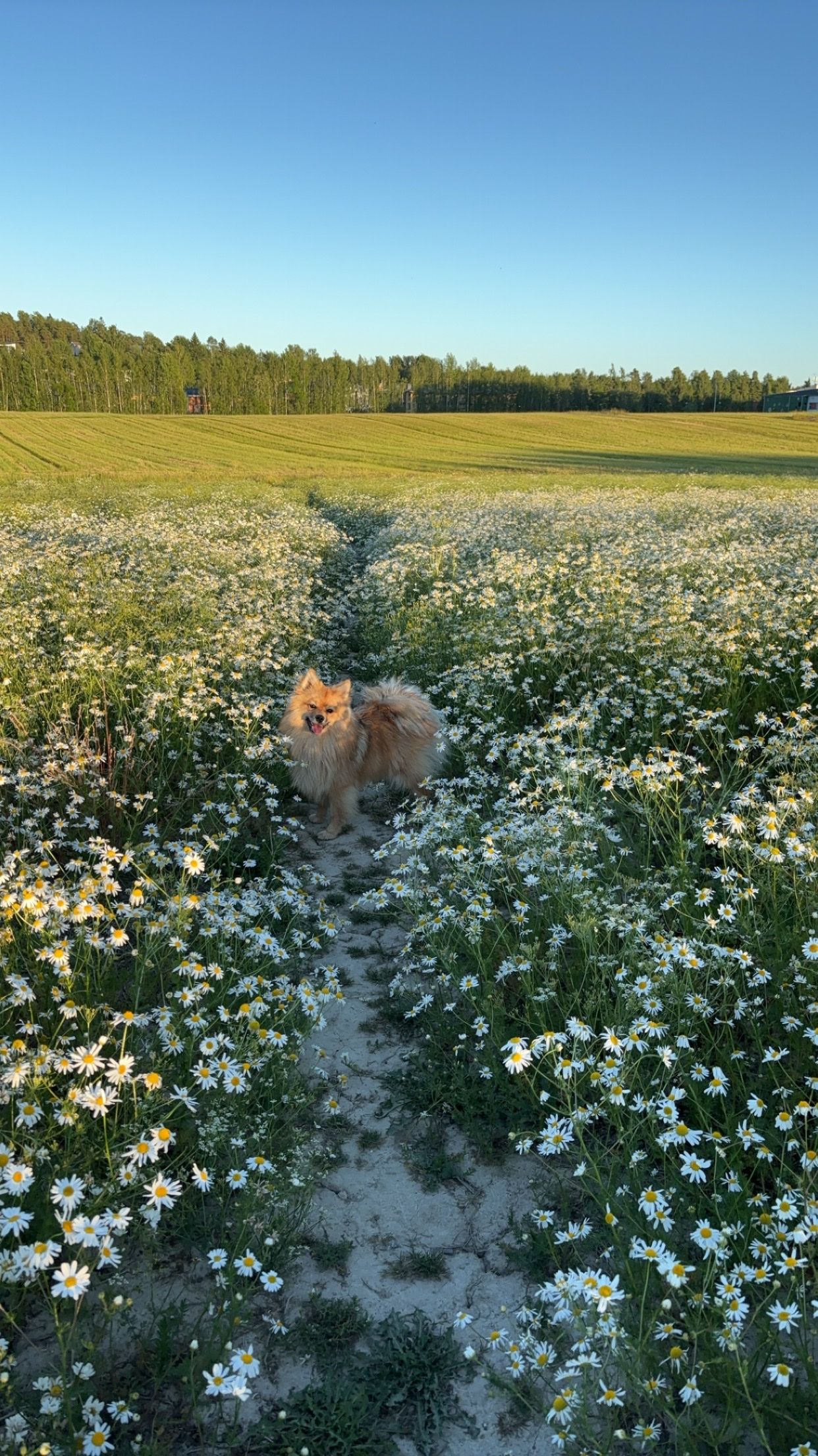 image-7