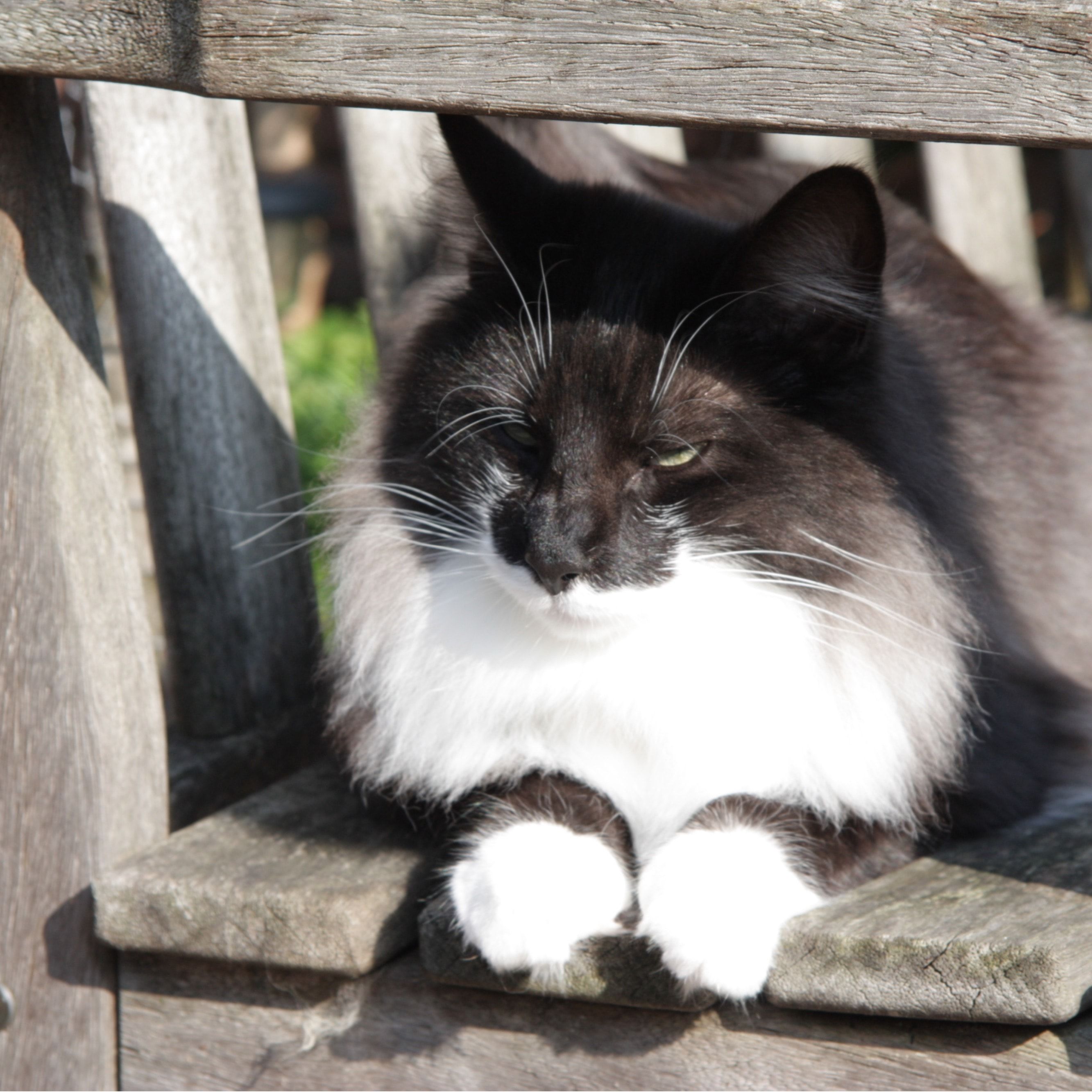 Portretfoto van Ollie, de cat