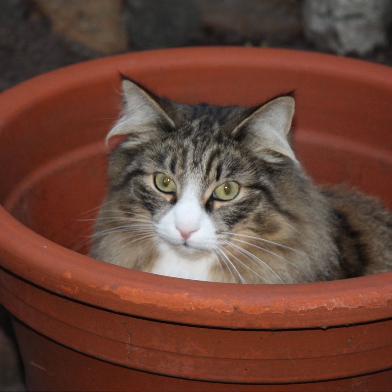 Portretfoto van yari, de cat
