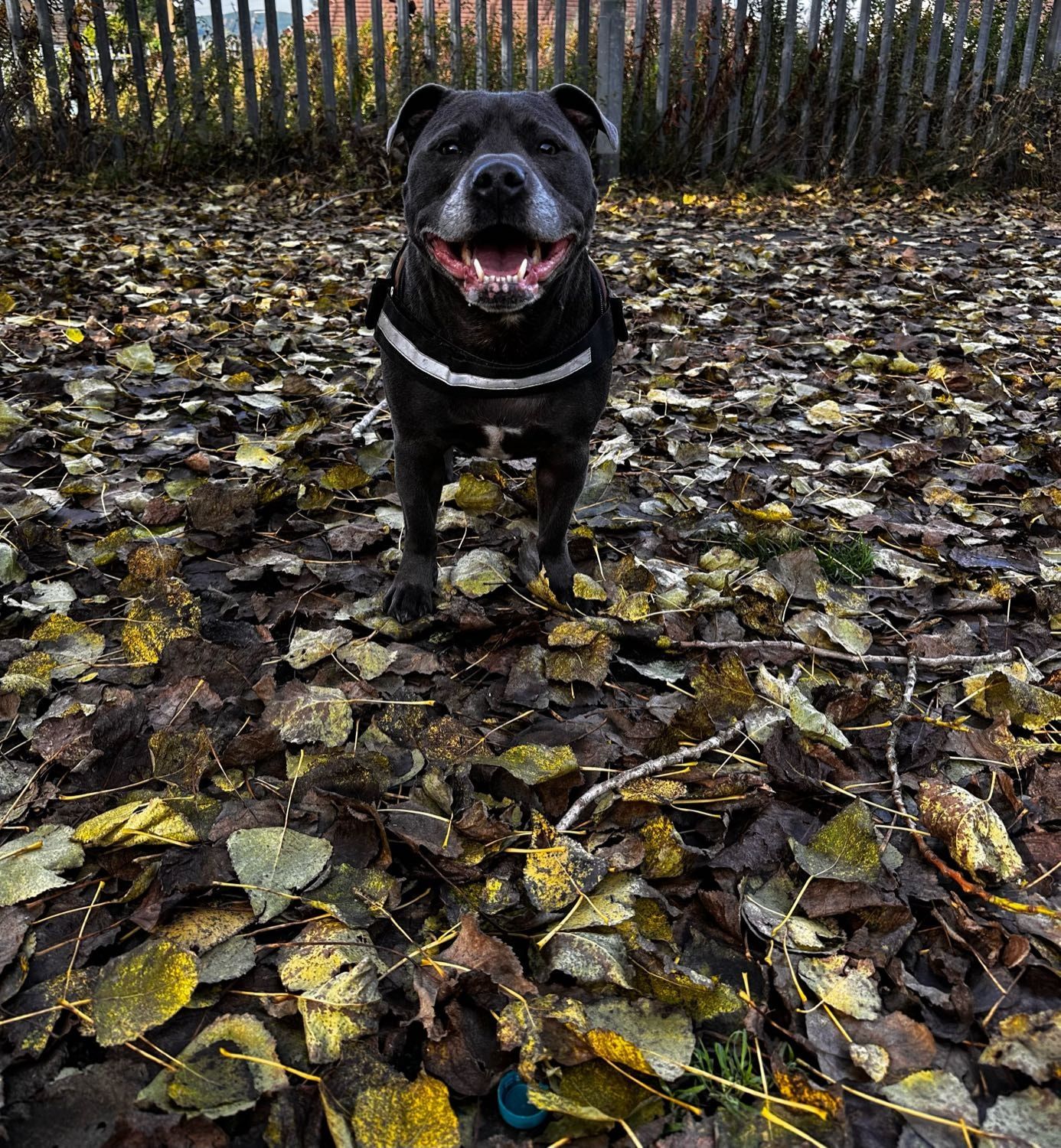 image-7