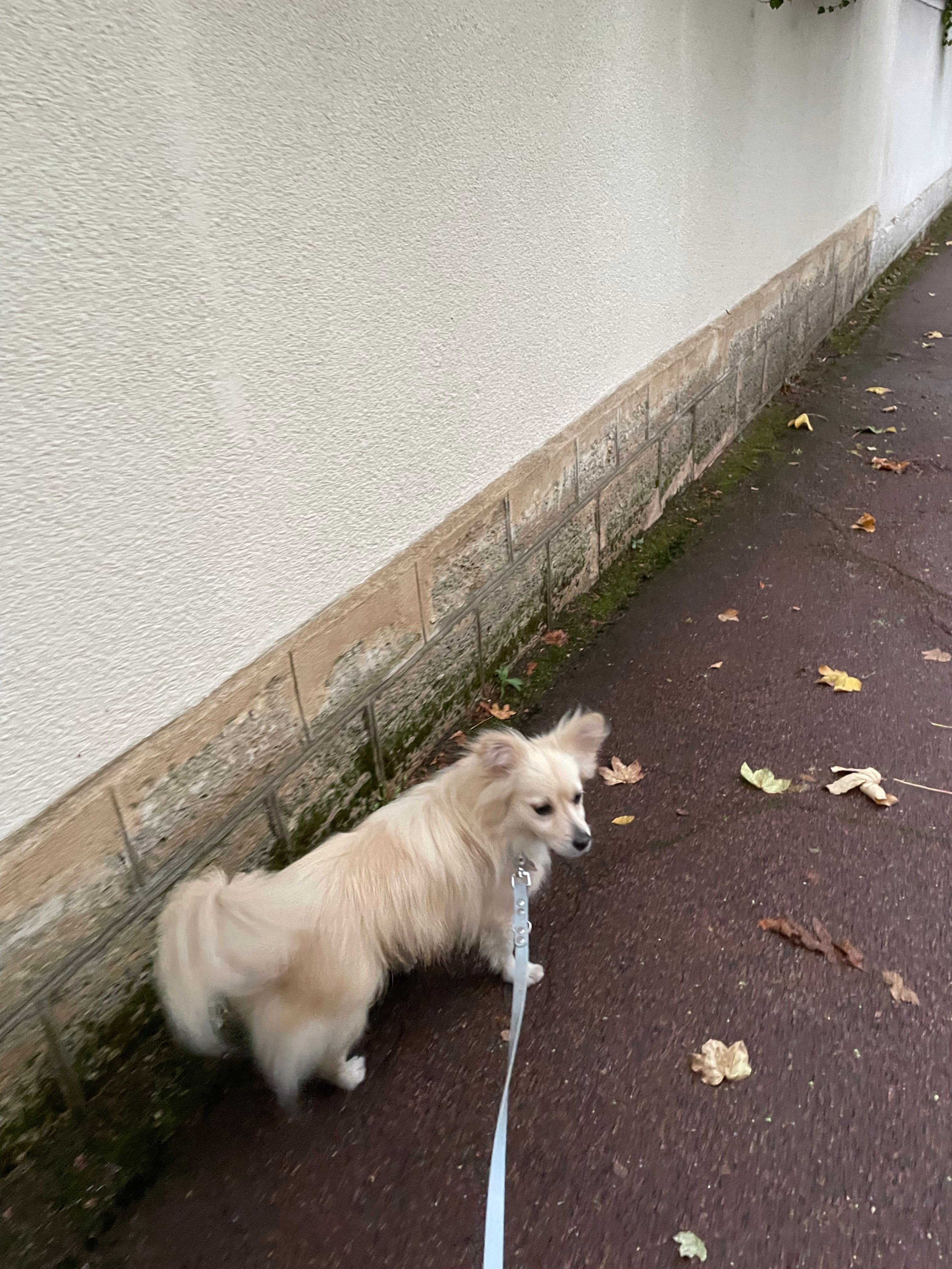 image-21