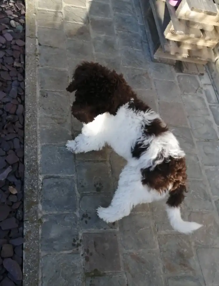 image-16