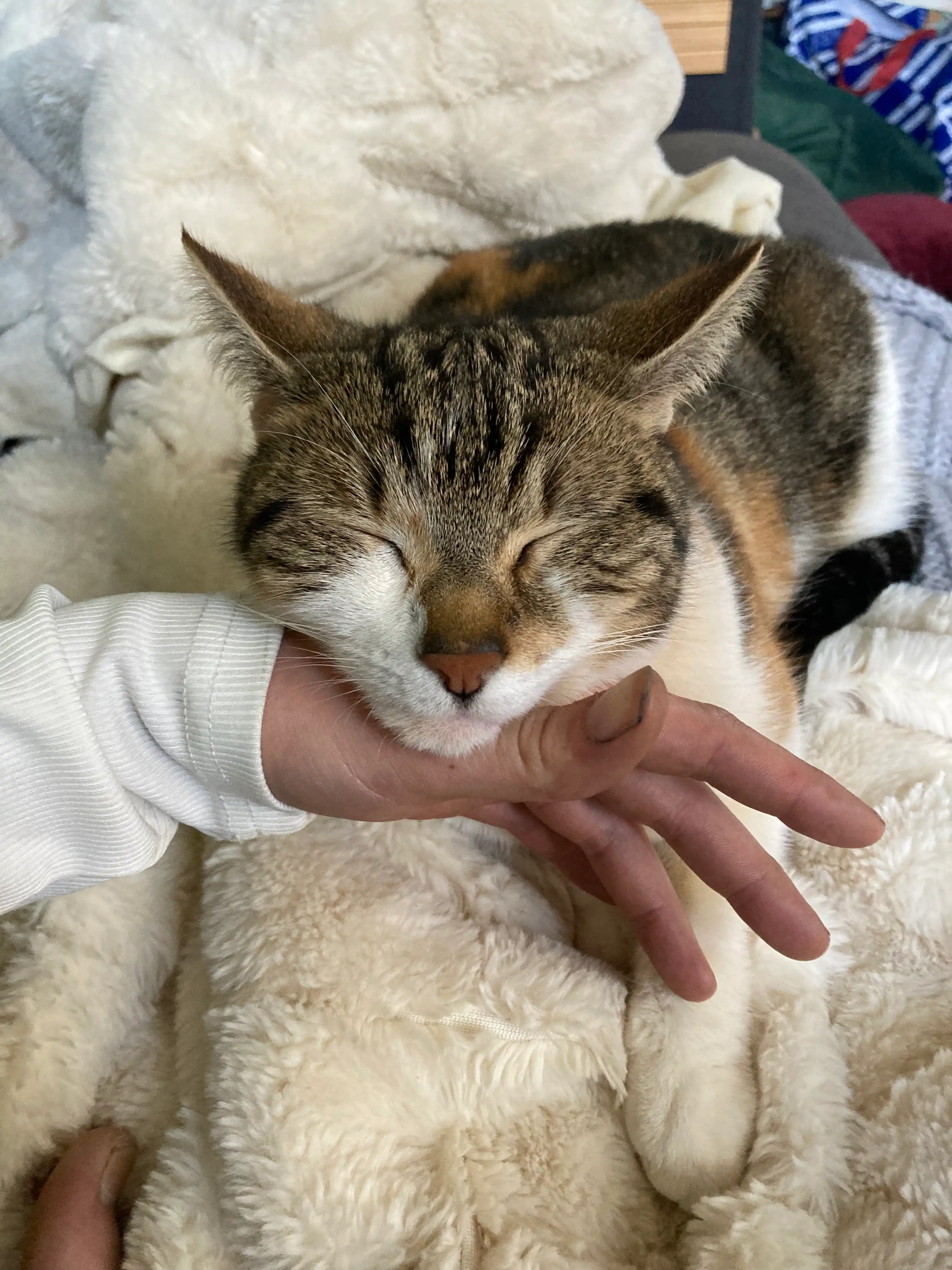 image-5