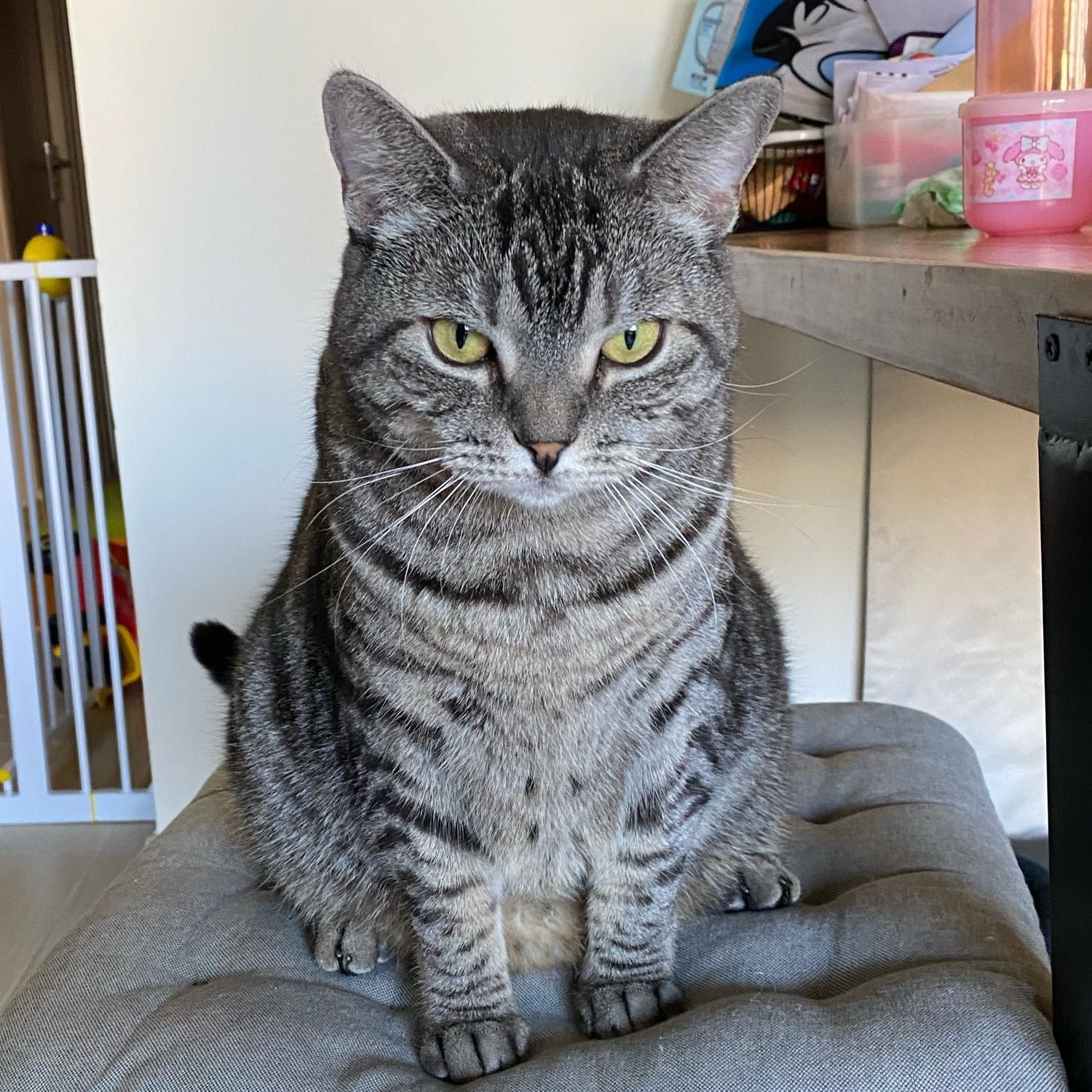 Portrait of MuiMui, the cat