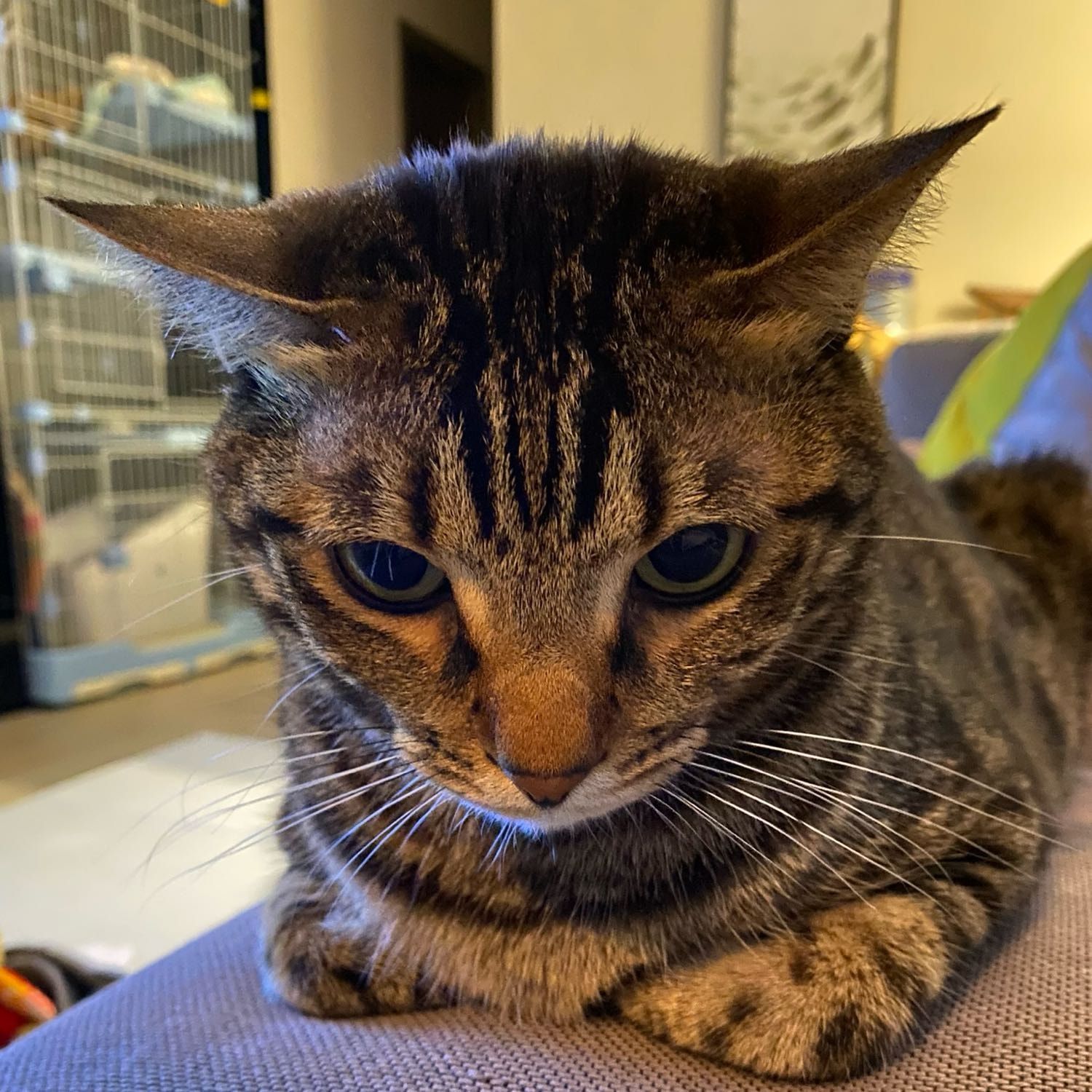 Portrait of Smelly, the cat