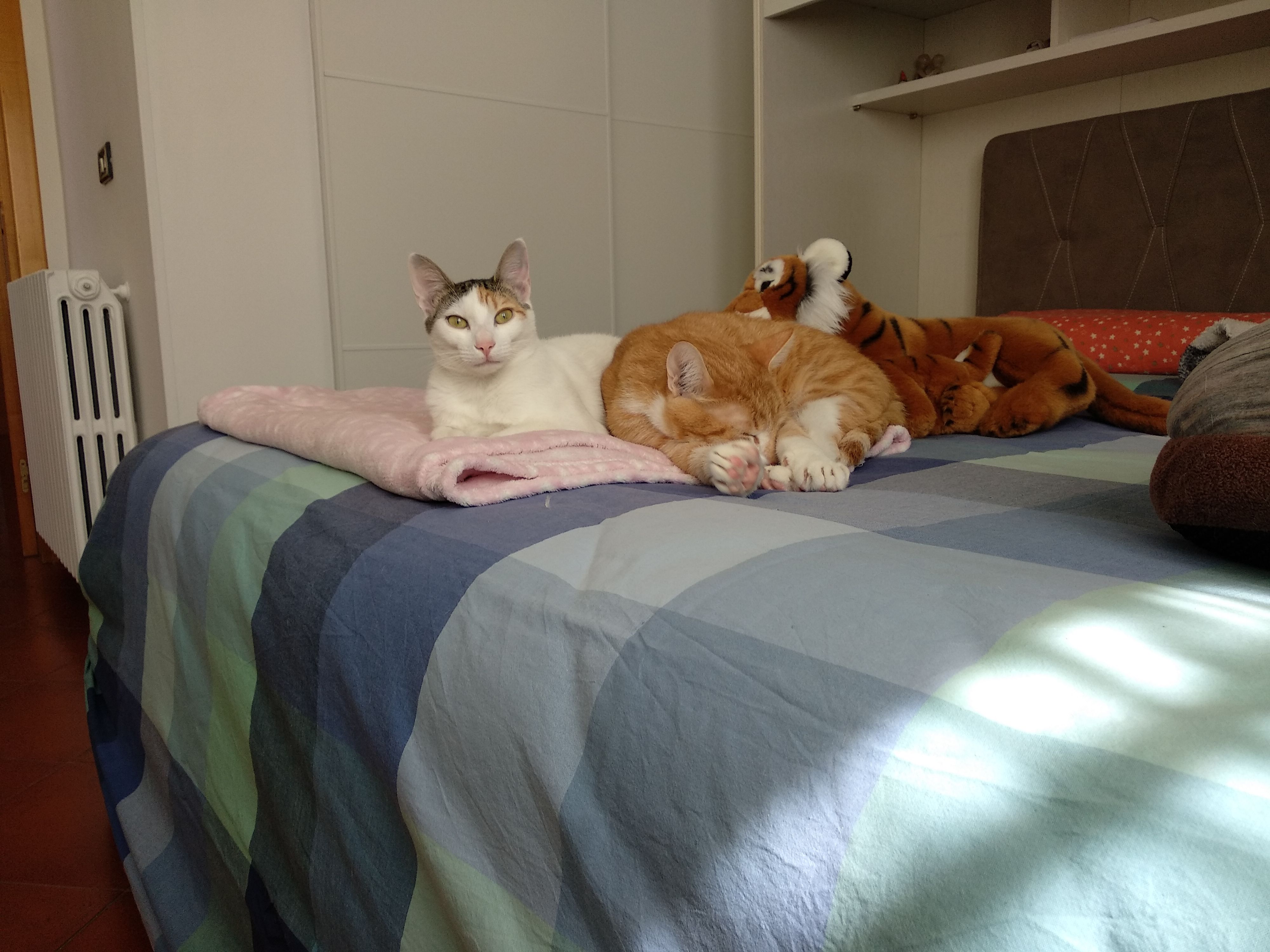image-9