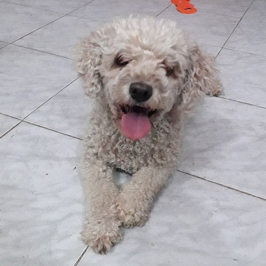 Portrait of Brisa, the dog