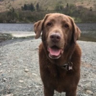 Portrait of Tadley , the dog