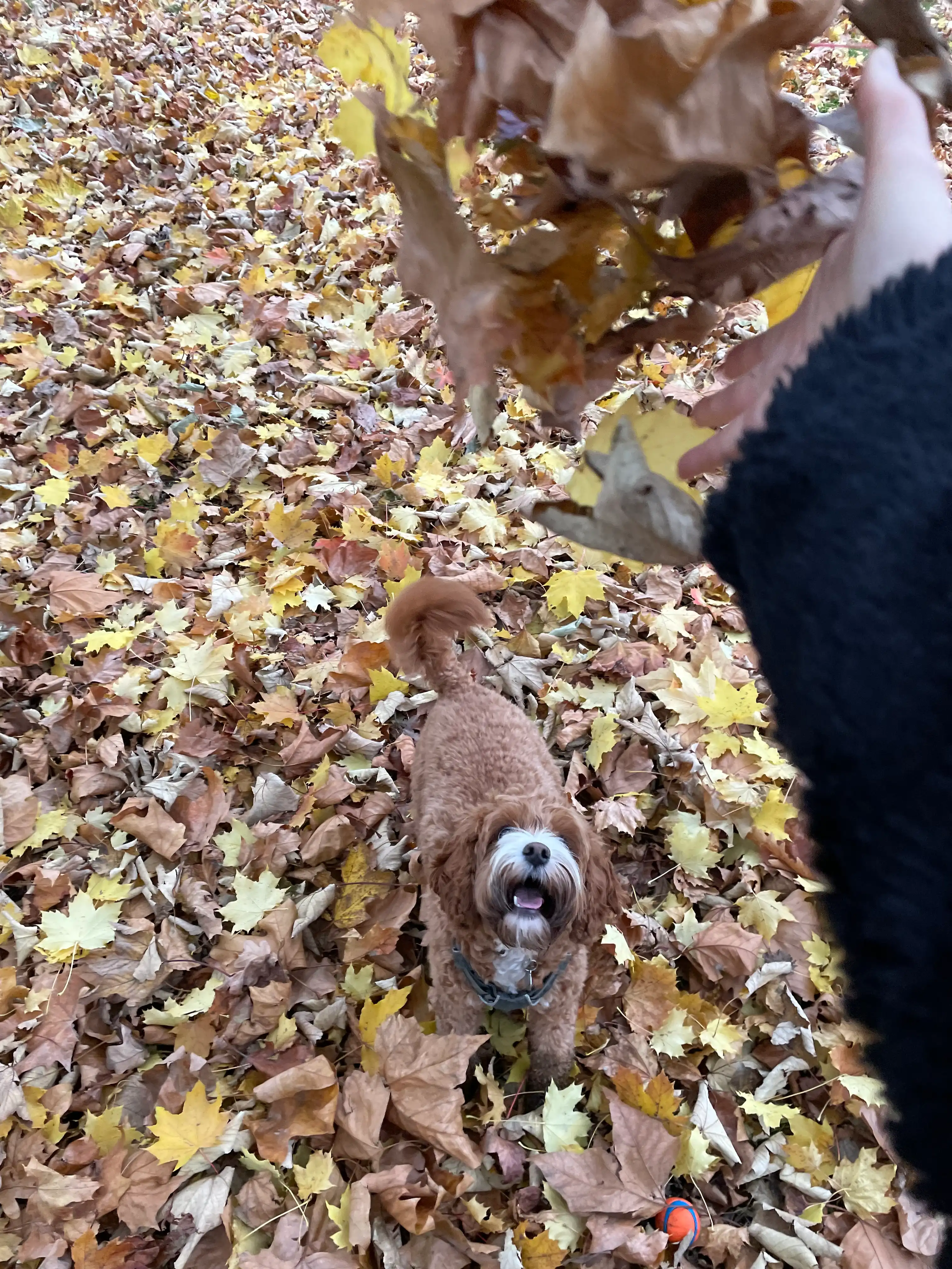 image-7