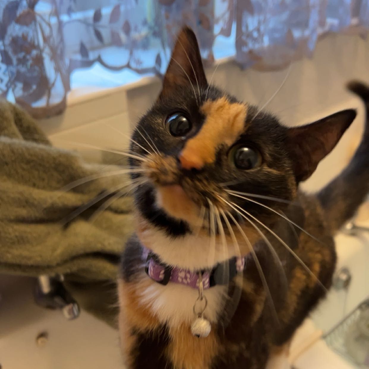Portrait of Mimi, the cat
