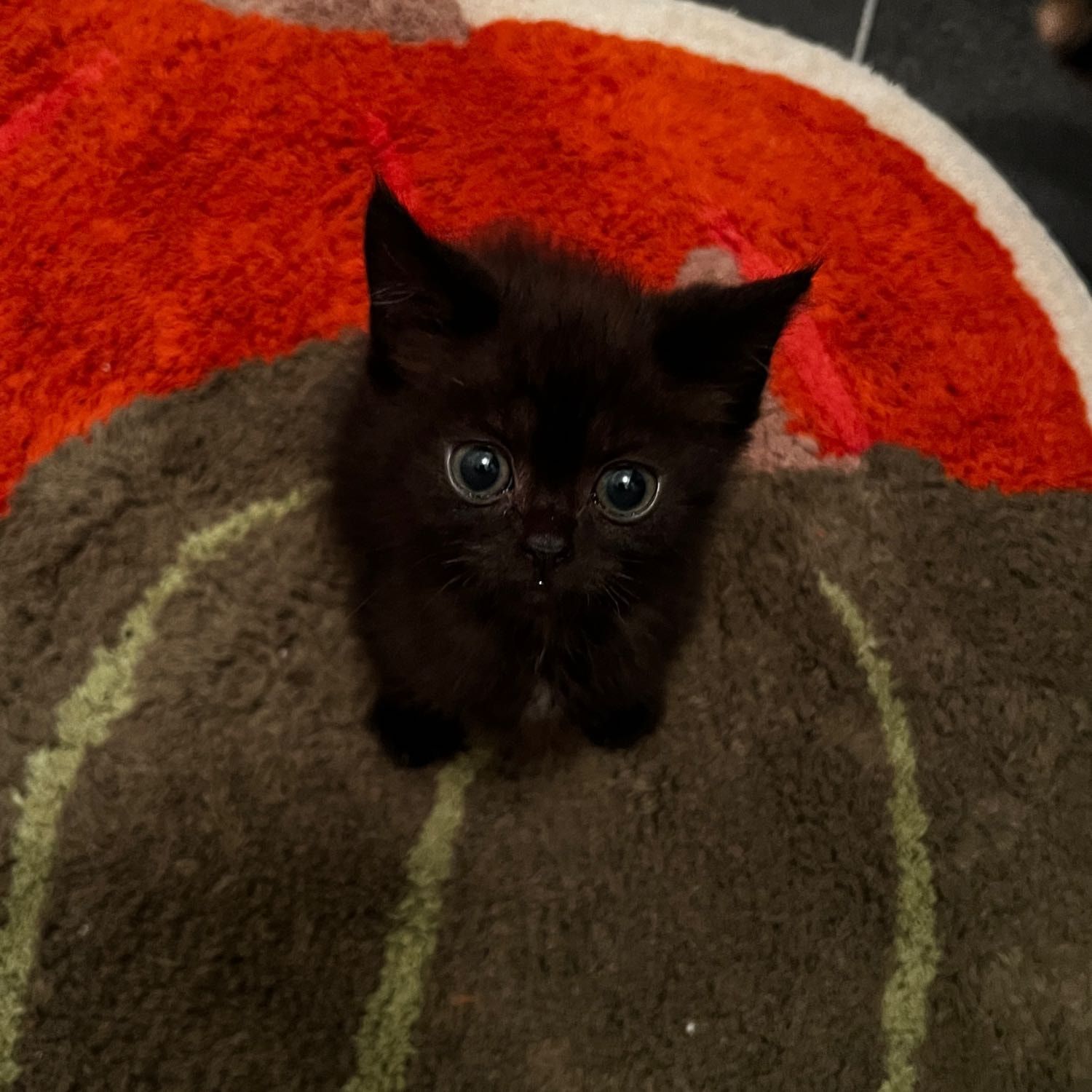 Portrait of Bat, the cat