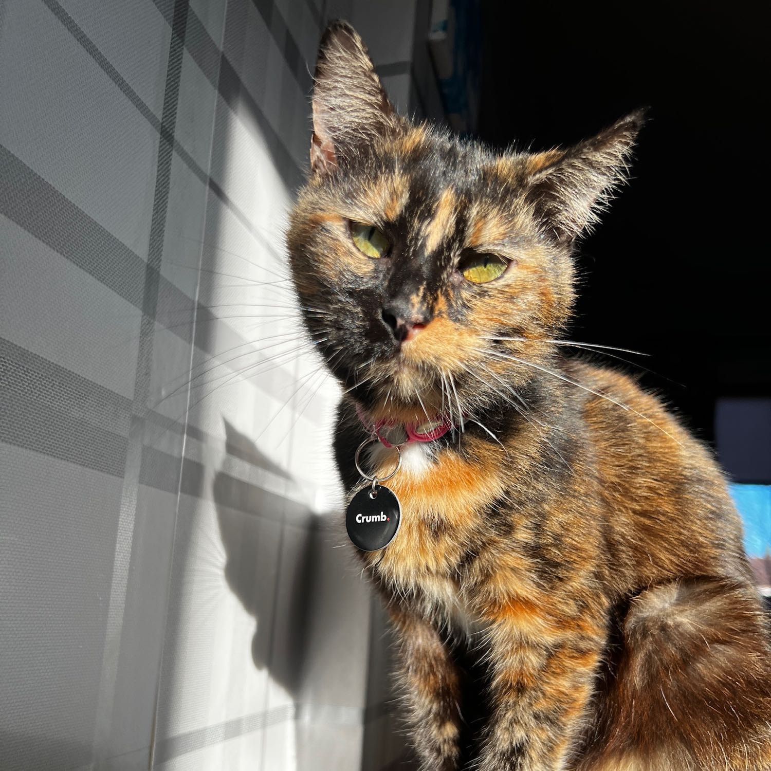 Portrait of Autumn , the cat