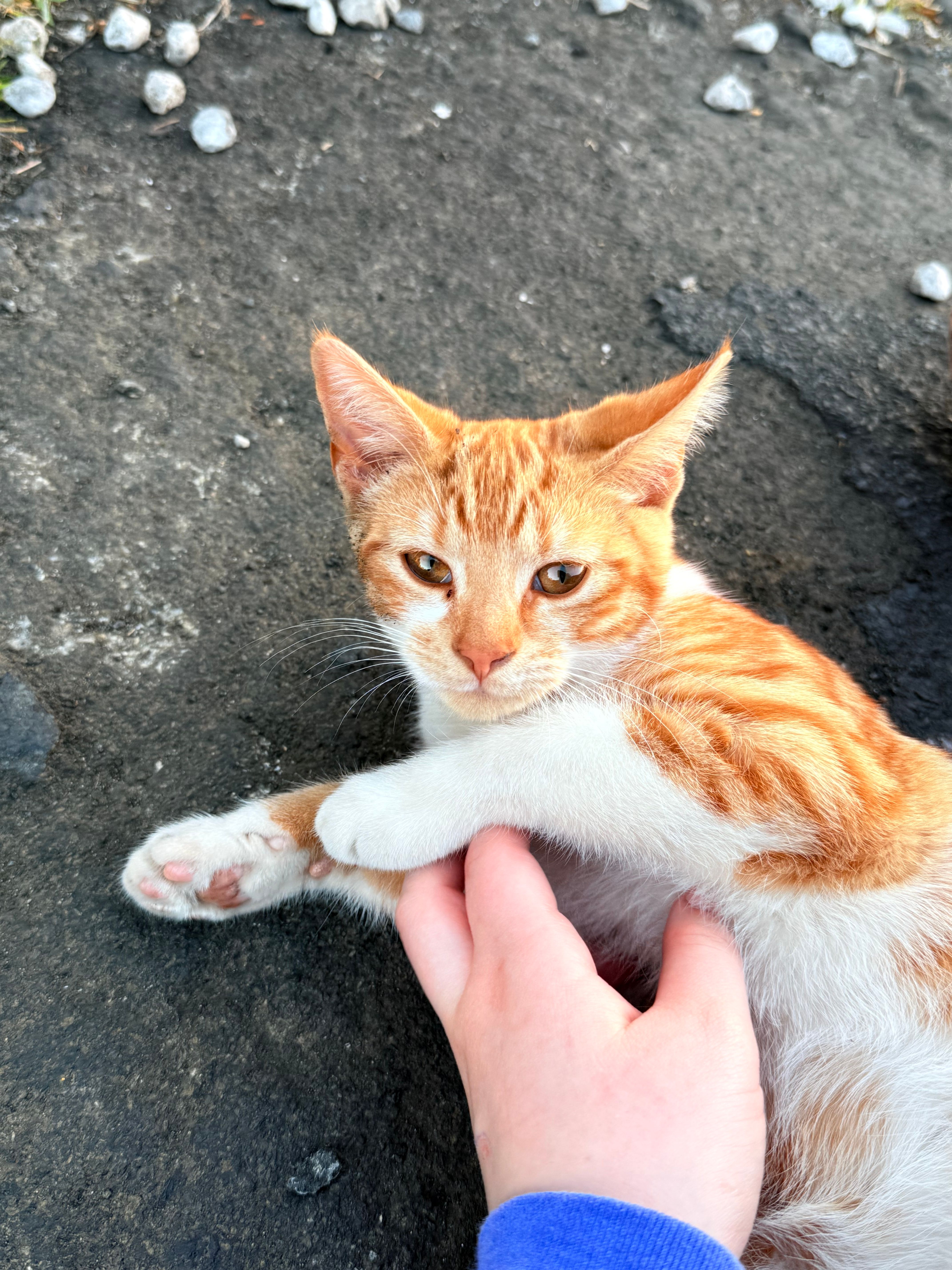 image-15