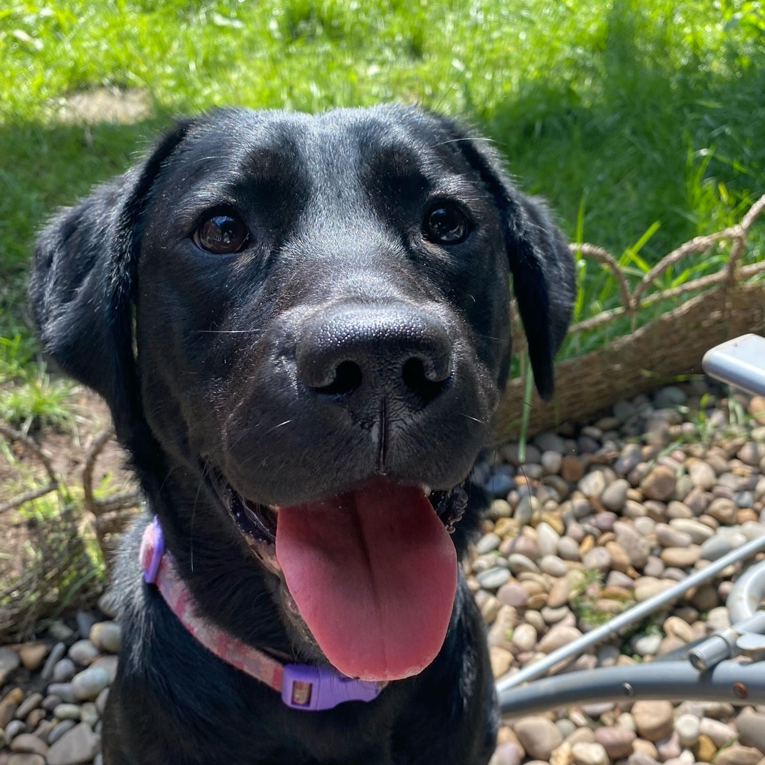 Portrait of Bonnie , the dog