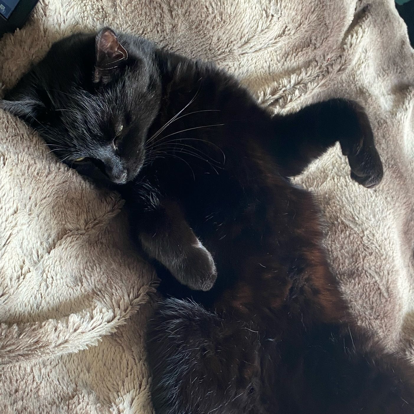 Portrait of Carbon , the cat
