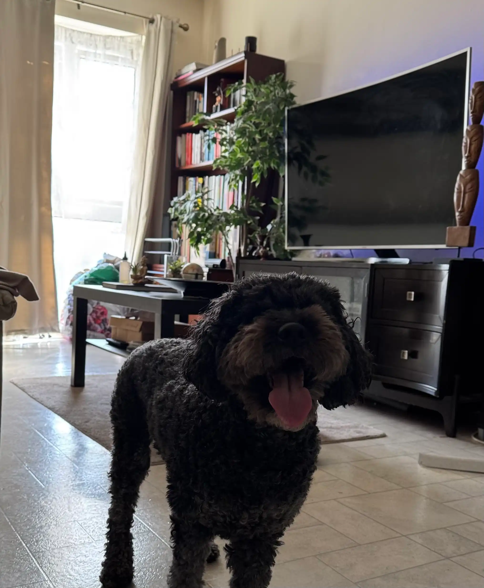 image-12