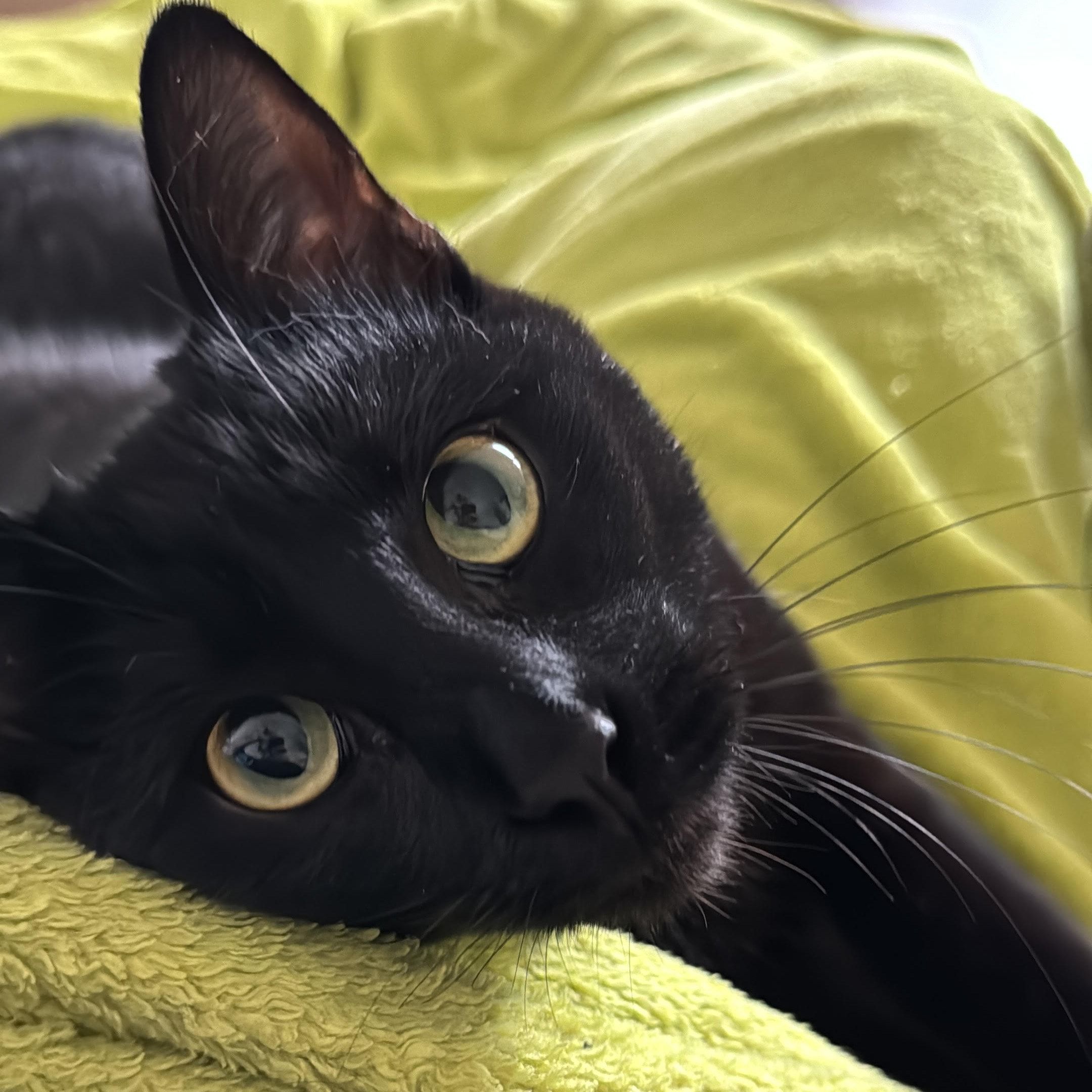 Portät von Orion, cat
