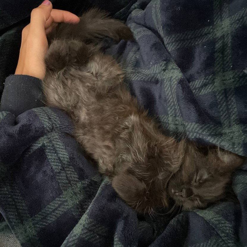 Portretfoto van Bellatrix, de cat