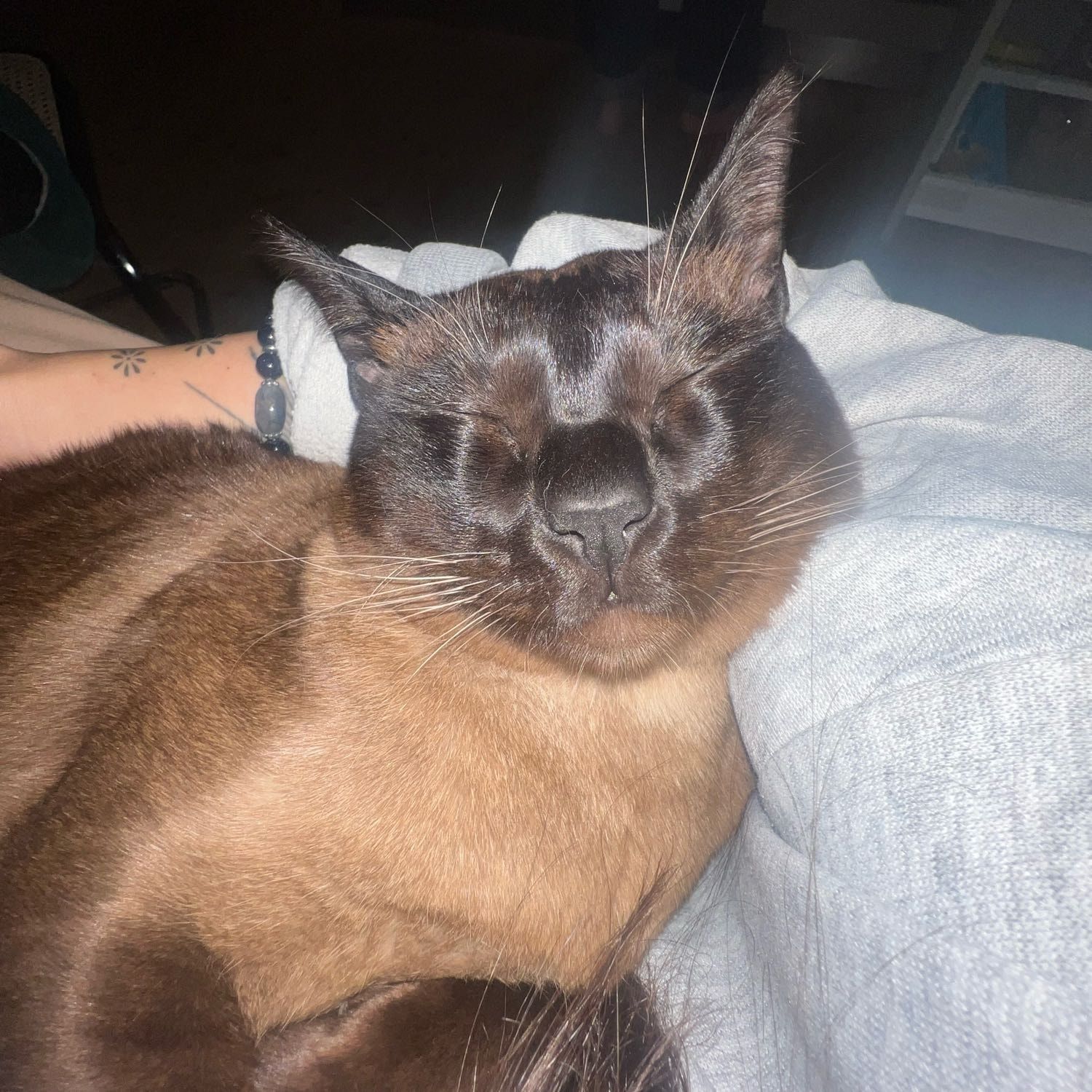 Portät von Miyu, cat