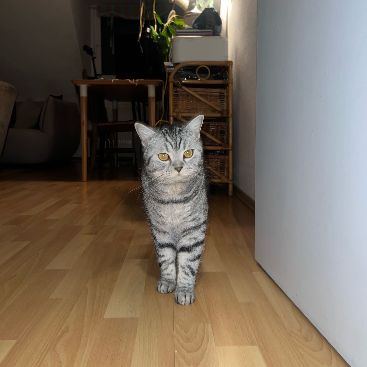 Portät von Gri, cat