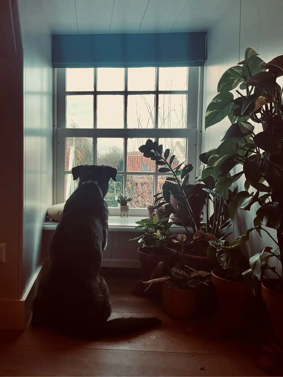 image-8