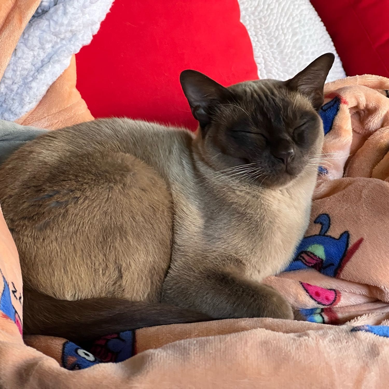 Portrait of Bolly , the cat
