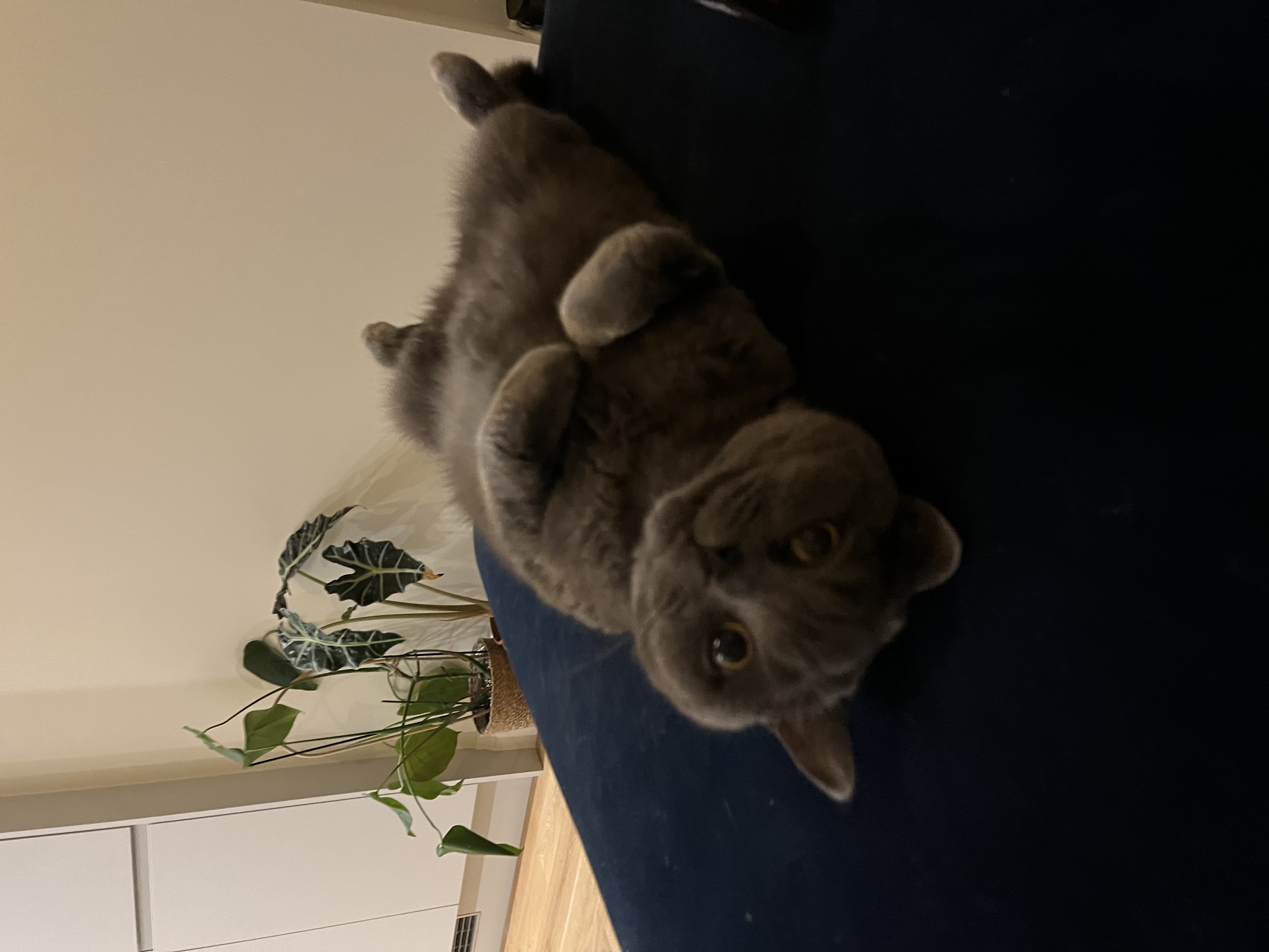 image-4