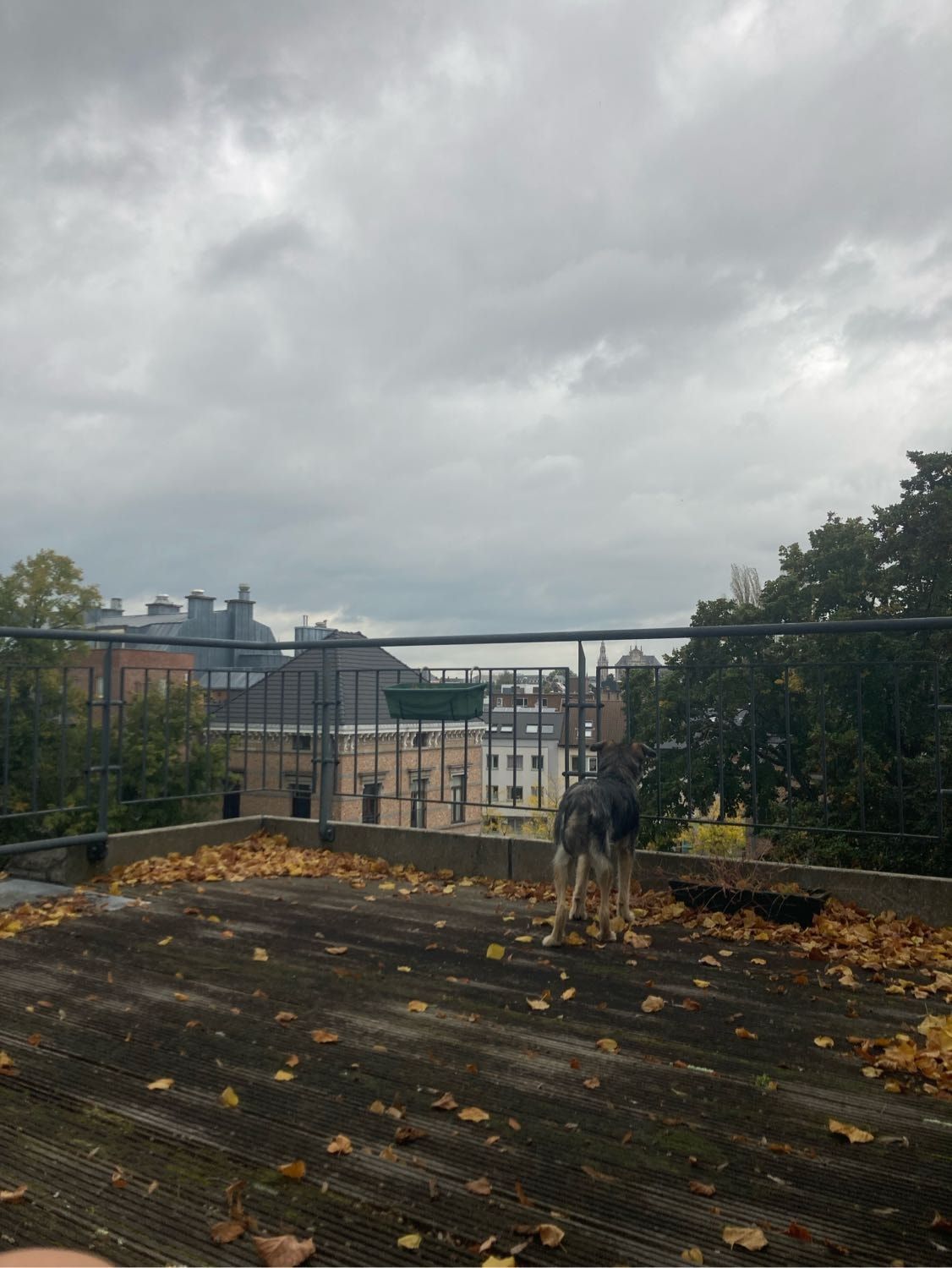 image-7