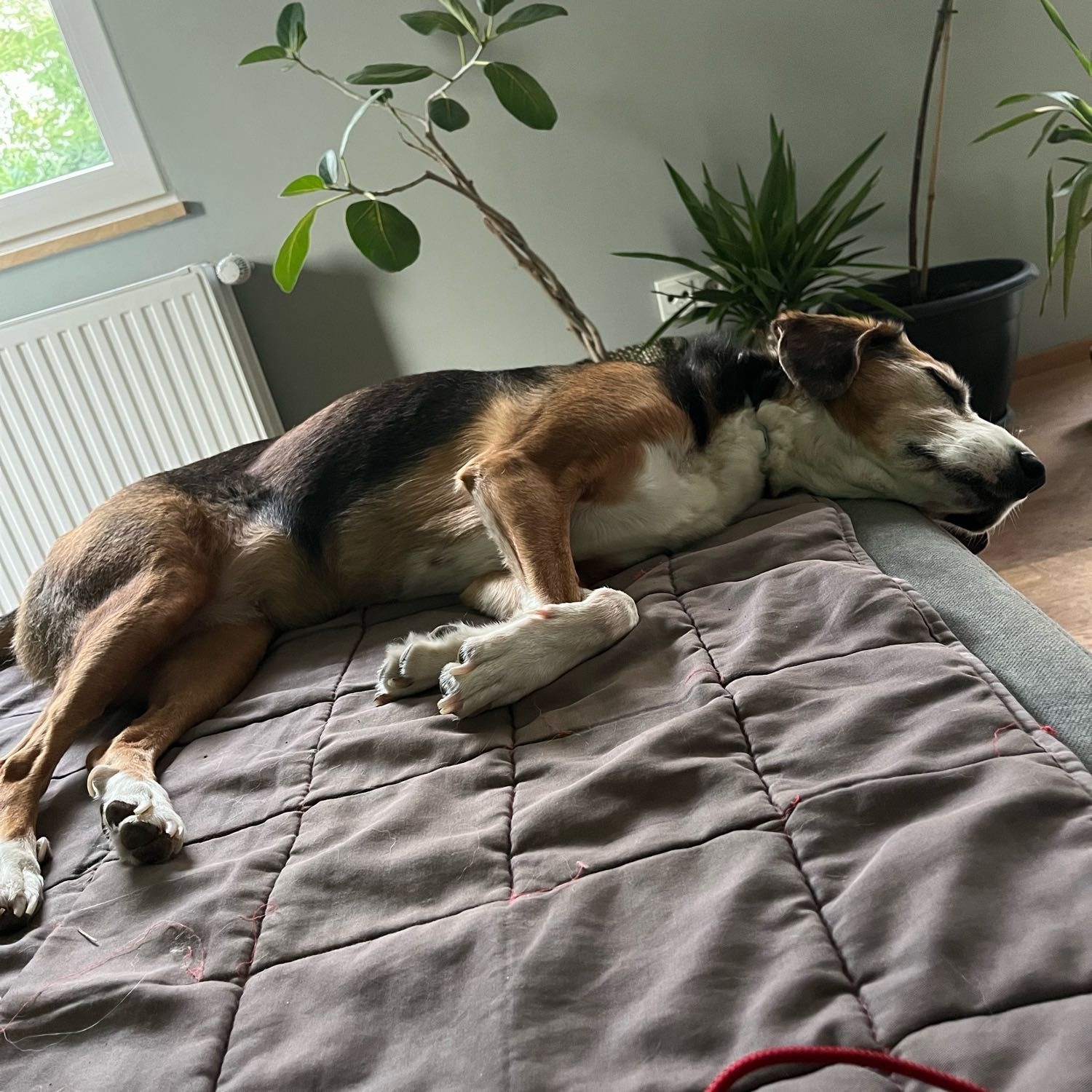 Portät von Ceku, dog