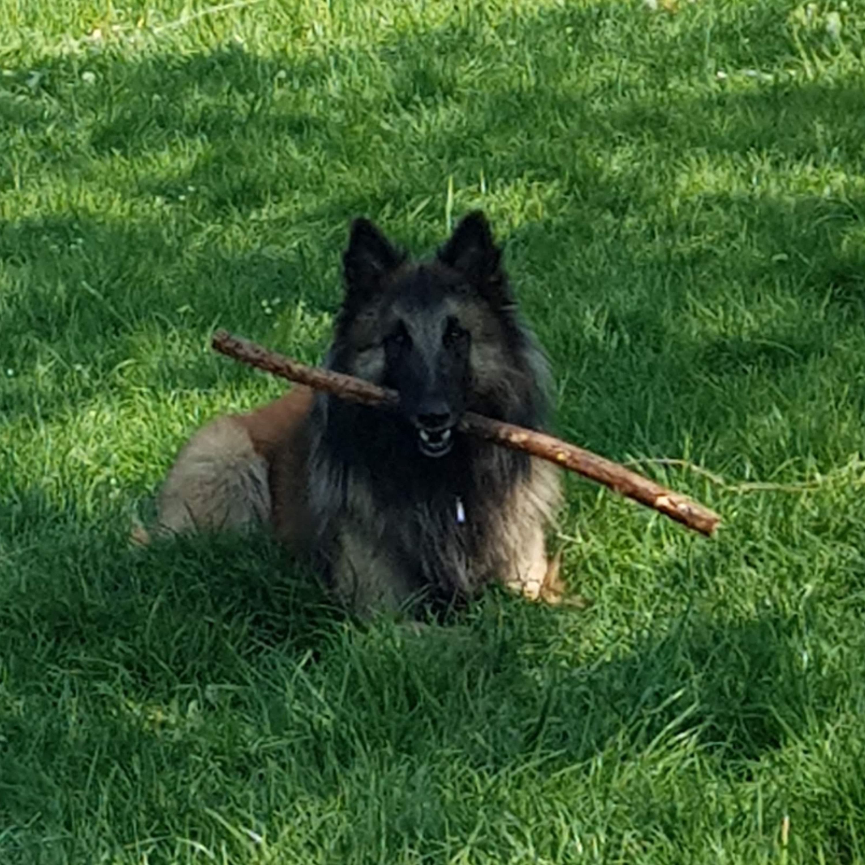 Portät von Leeroy, dog