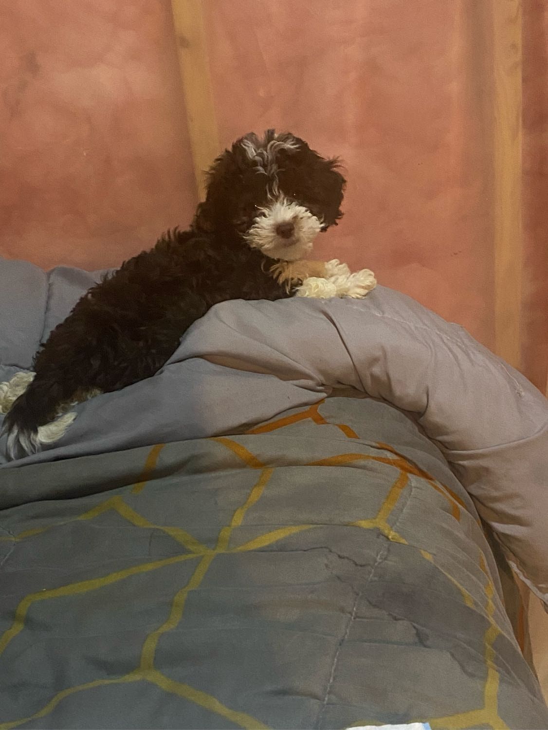 image-6