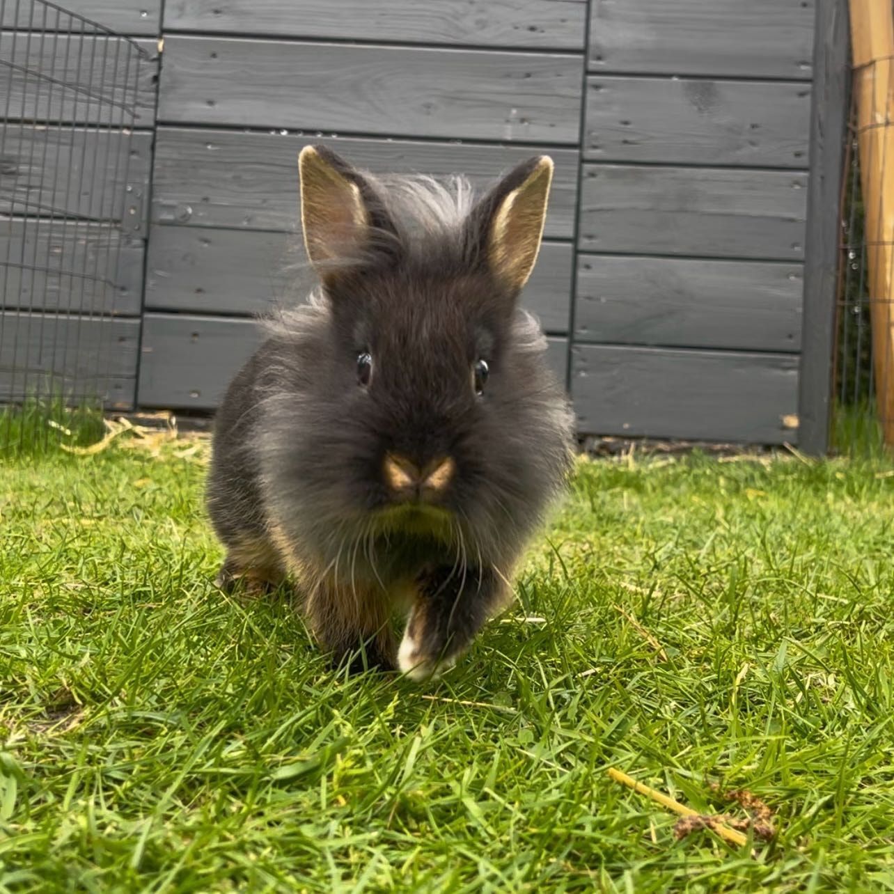 Portretfoto van Smiley 🙂, de rabbit