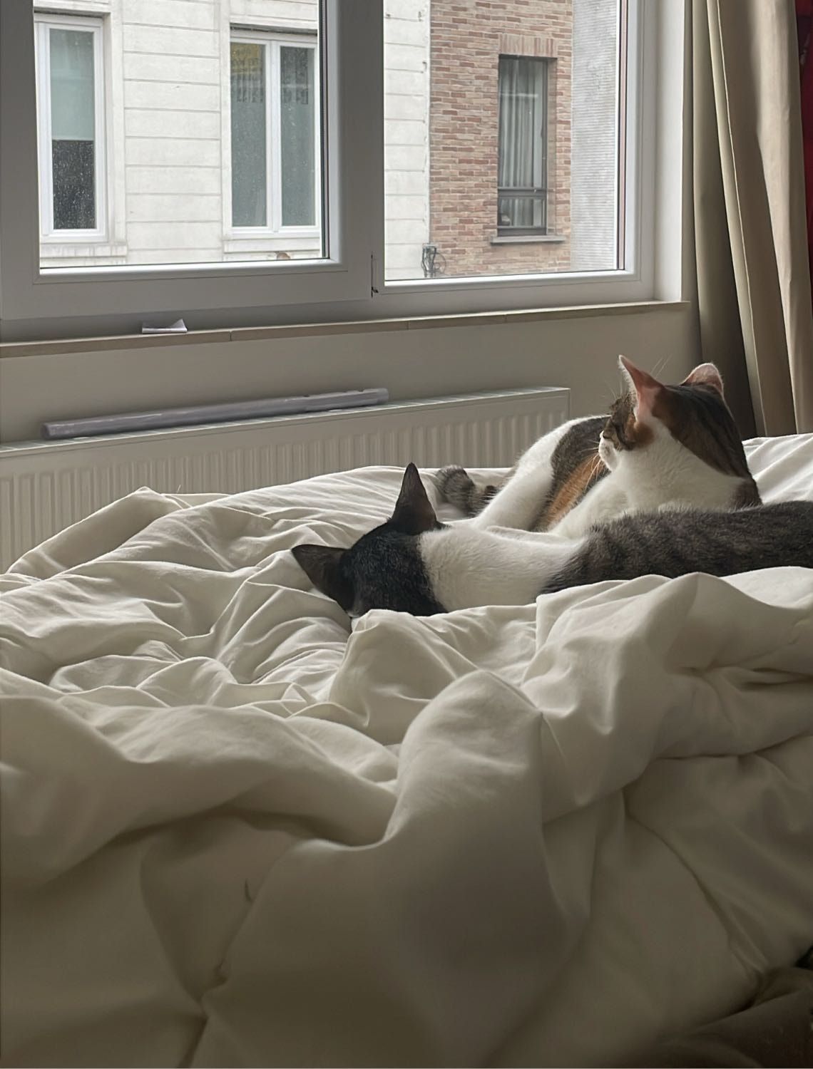 image-7