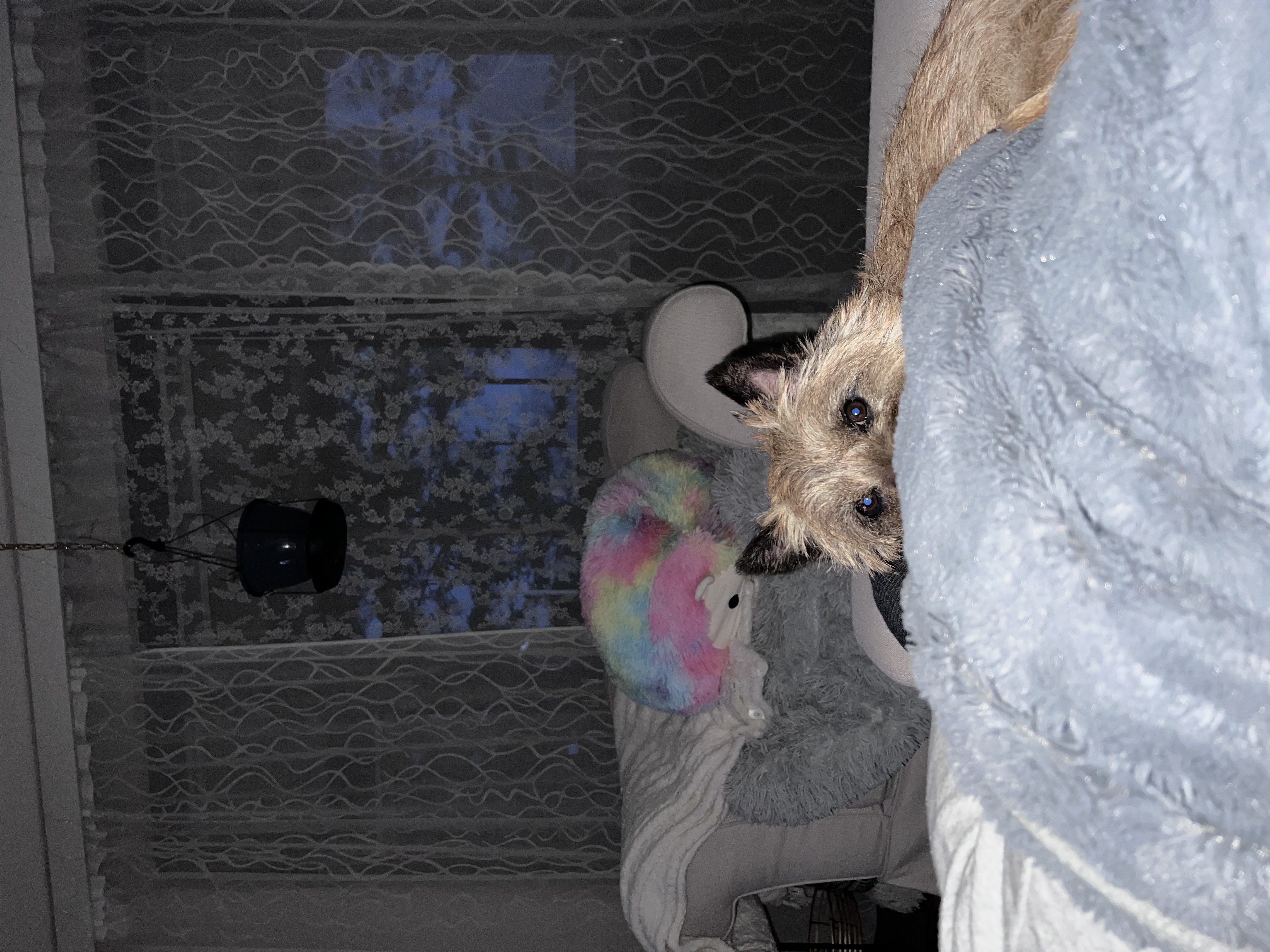 image-11