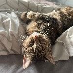 Portrait of Maggie, the cat