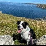 Portrait of Rose, the dog