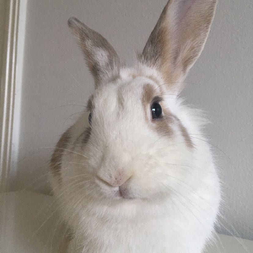 Della - rabbit