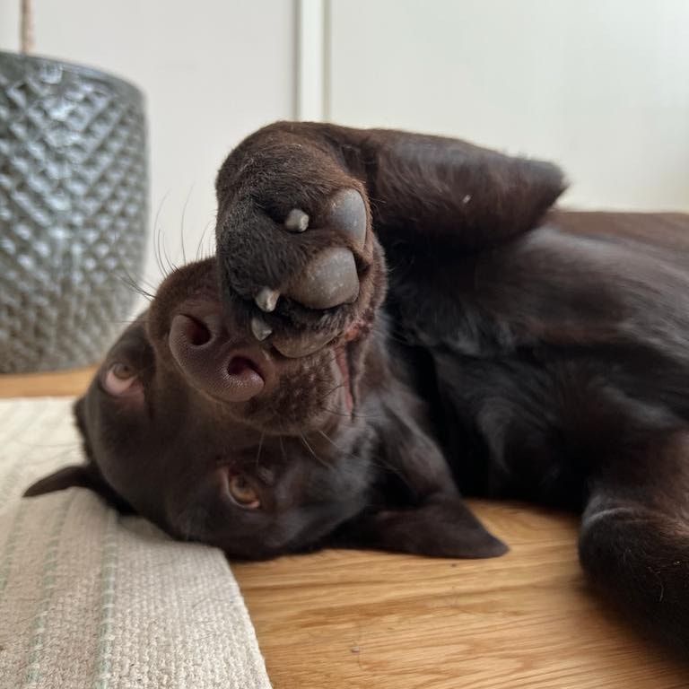 Mokoma - dog