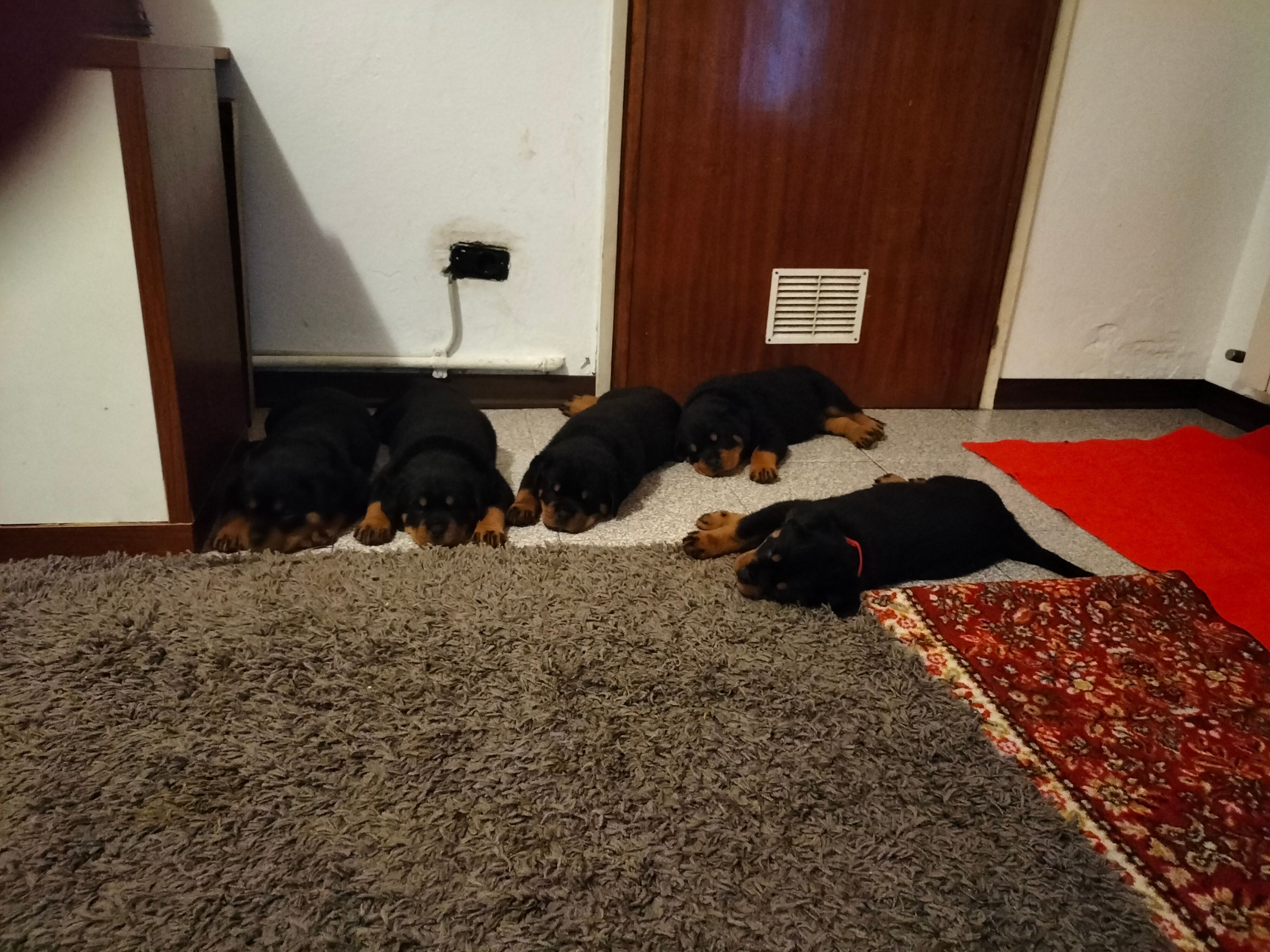 image-11
