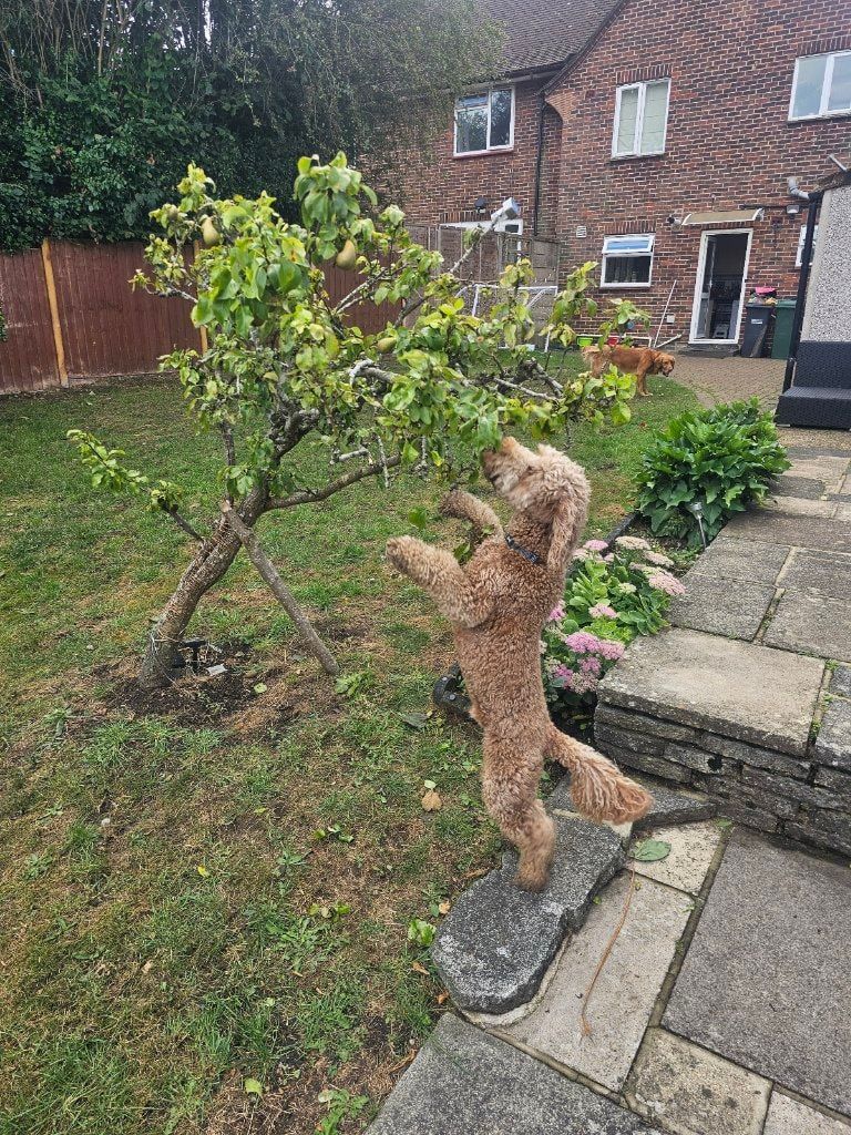 image-1