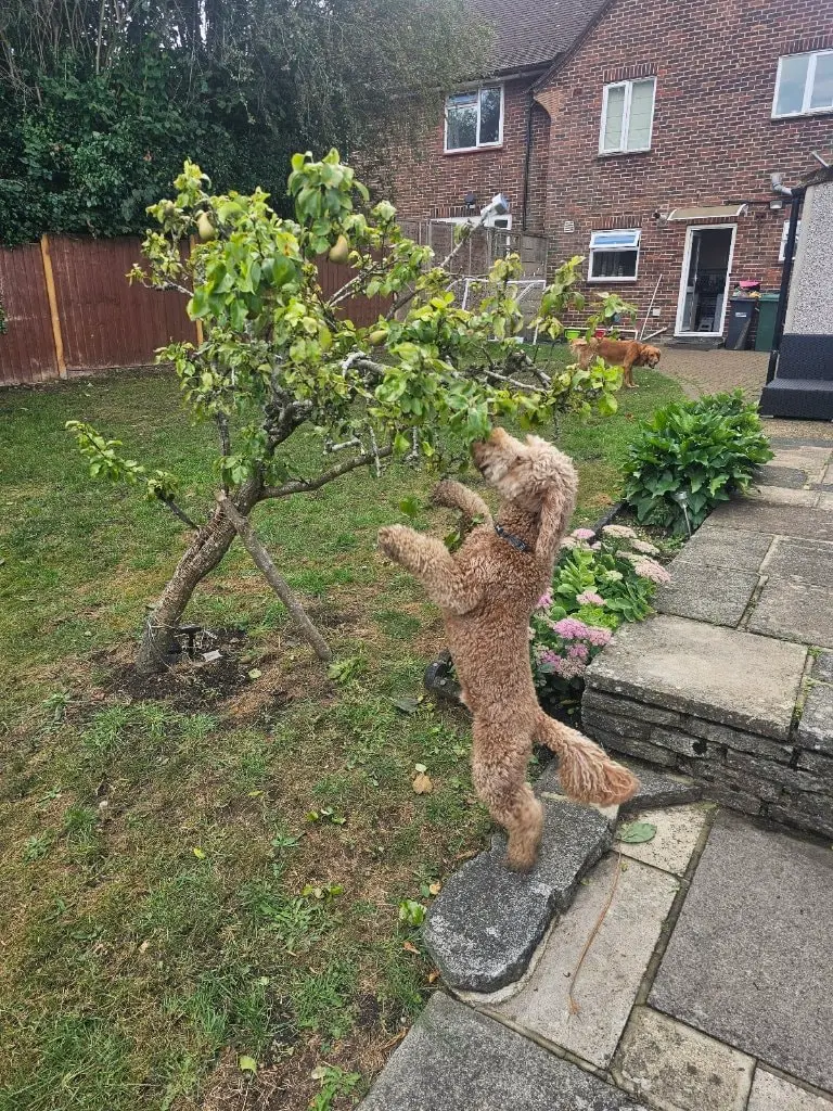 image-1