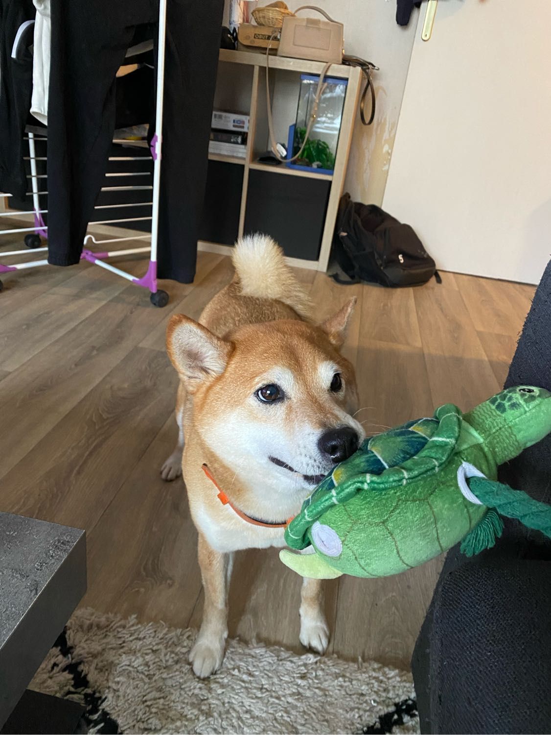 image-8