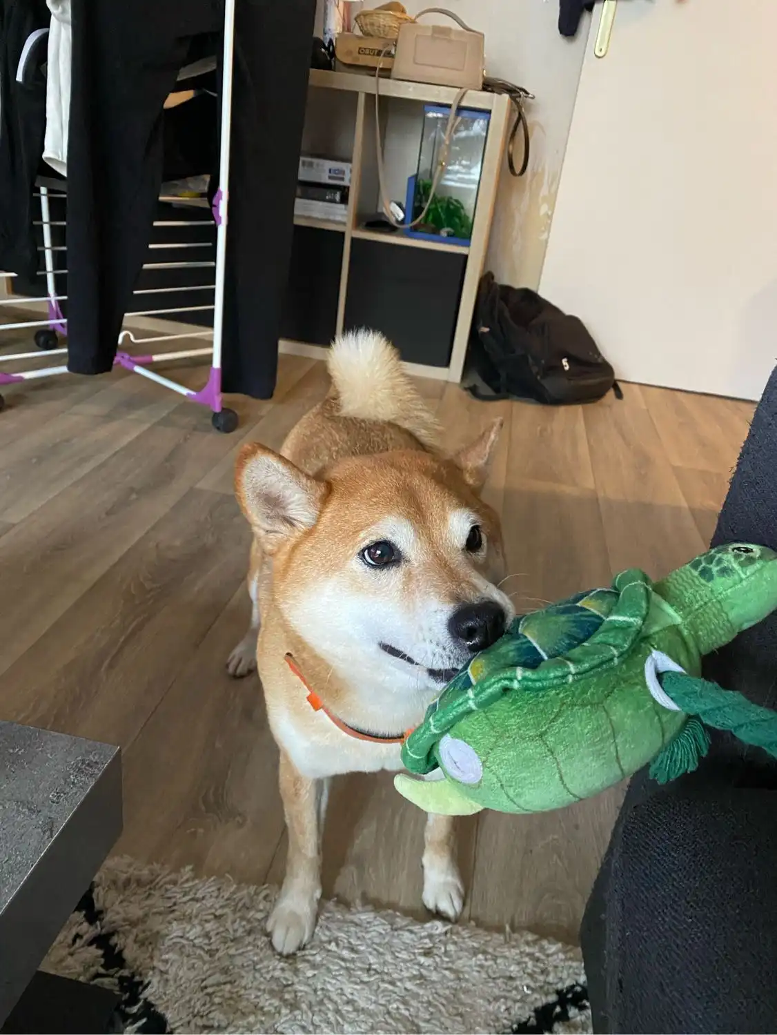 image-8