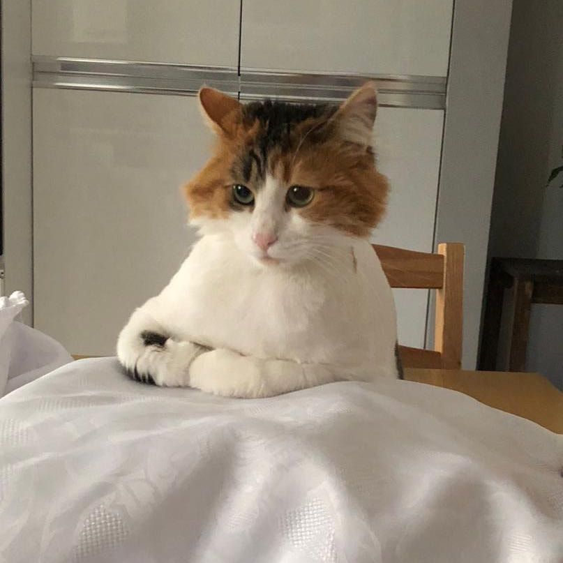 Portrait of Potur, the cat